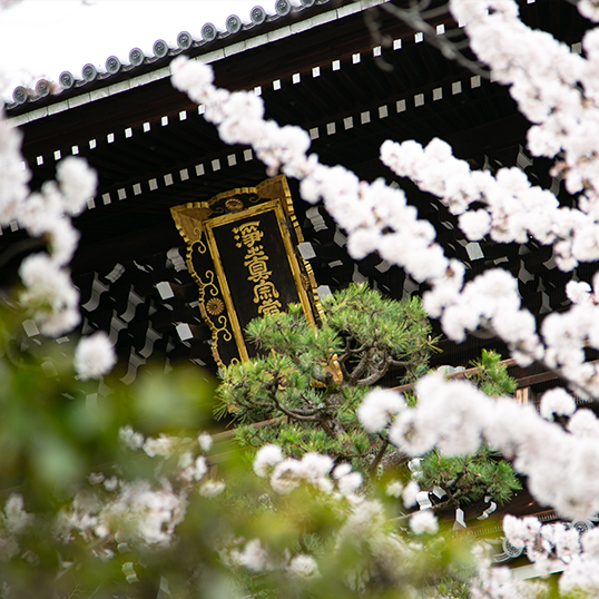 金戒光明寺 前撮り-6