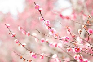 北野天満宮　紅梅